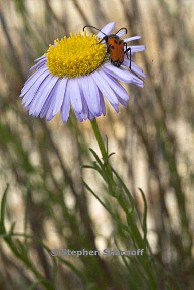 erigeron foliosus var hartwegii 2 graphic